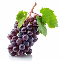Fototapeta premium Fresh purple grapes hanging on the vine with leaves isolated on a white background
