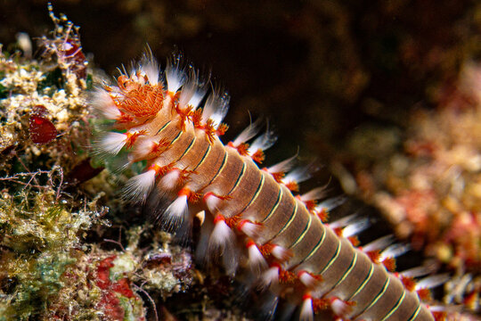 Bart-Feuerborstenwurm - Hermodice carunculata