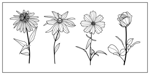Rose, calendula, arnica and echinacea hand-drawn floral set. Floral vector illustration
