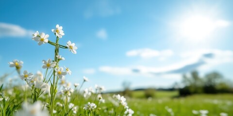 Peaceful spring meadow with daisies in shape of cross under a bright sun