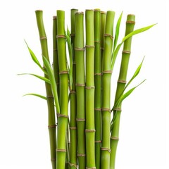 Fototapeta premium Several green bamboo shoots are growing tall and straight with leaves on a solid white background