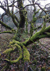 Crooked branches of a tree without leaves covered with green moss. Autumn in the Polish mountains.