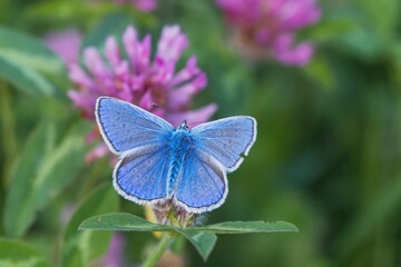 Common blue butterfly sits on a pink flower with green background. Polyommatus icarus