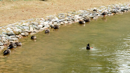 연못가 오리 휴식중