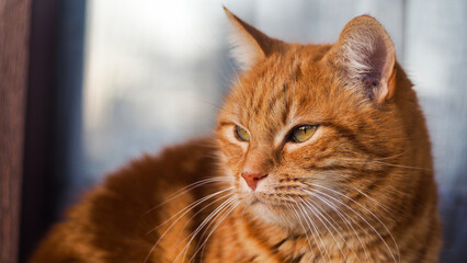 Portrait d'un chat dans un jardin