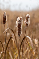 Bulrush Reed mace in Kvismaren wetland Orebro Sweden
