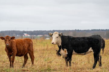 Cow on field near Orebro Sweden November 2024