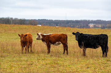 Cow on field near Orebro Sweden November 2024