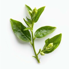 Obraz premium Branch with green tea leaves and buds is lying on a white surface