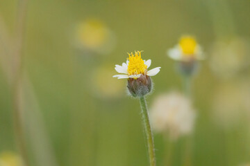 Obraz premium A delicate Coatbuttons flower in full bloom with white petals surround a yellow center. The flower's slender stem and simple beauty highlight the natural charm of this common wildflower.