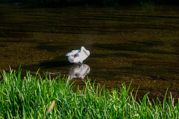 A swan stands in the water and grooms itself