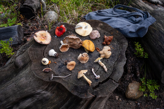 Several mushrooms on a tree stump after foraging.
