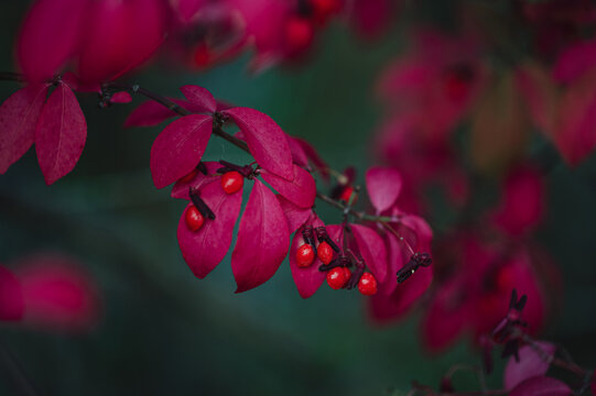 Close up of red leaves on burning bush euonymus shrub in autumn.
