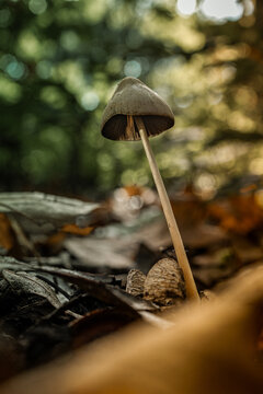 Tall Mushroom Standing Among Autumn Forest Debris