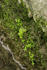 Close-up view of Hoary Rock Moss thriving in a damp, shaded environment. Its delicate, feathery fronds create a vibrant green carpet, contrasting beautifully with the textured stone wall.