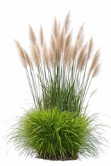 Obraz premium Ornamental grasses, tall plumes, green base.