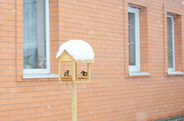 Winter bird feeding guide. Wooden bird feeder to feed tits in winter