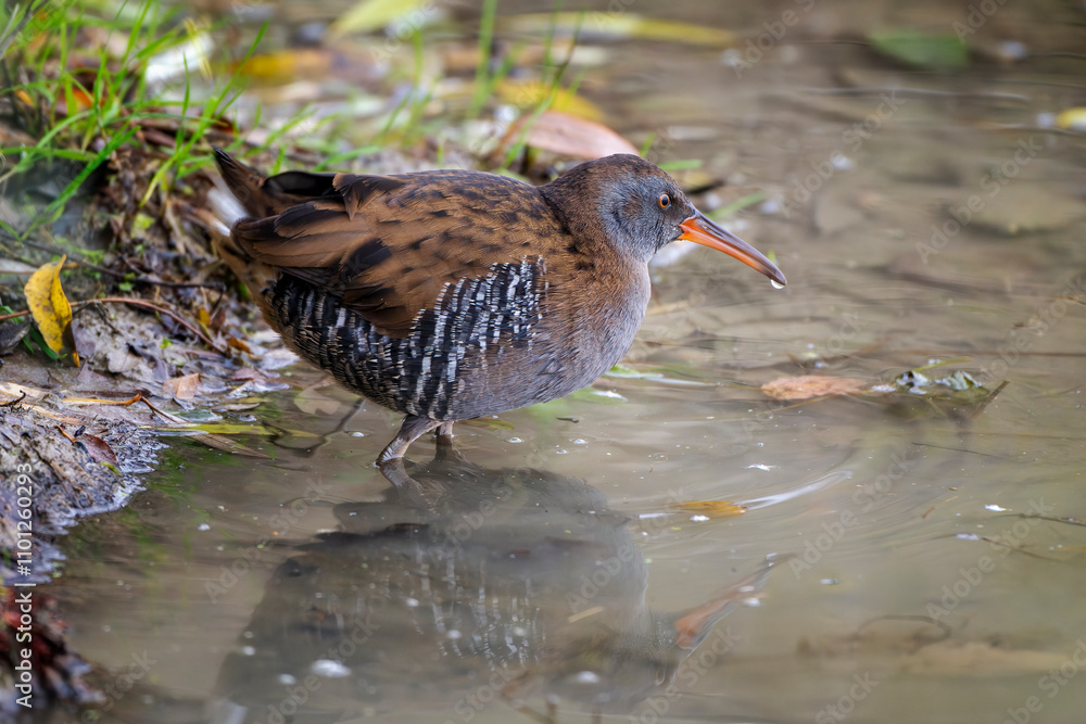 Wall mural Water rail (Rallus aquaticus) on a wetland. Isonzo river mouth nature reserve, Isola della Cona, Friuli Venezia Giulia, Italy.