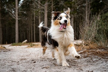 Australian Shepherd running in forest