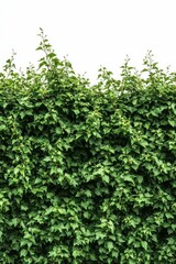 Lush green foliage forms dense wall.