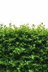 Obraz premium Lush green foliage, dense shrubbery, natural background.