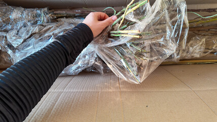 A close-up of a hand of Asian descent arranging plastic-wrapped plant branches in a cardboard box,...