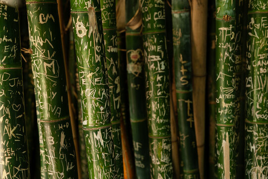 Bambus  Stangen , eingeritzte Initialien.
