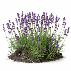 Naklejka premium Lavender plant growing from a pile of dirt, isolated on a white background