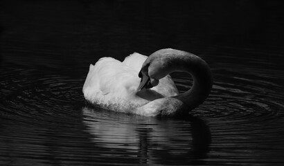 mute swan grooming its feathers