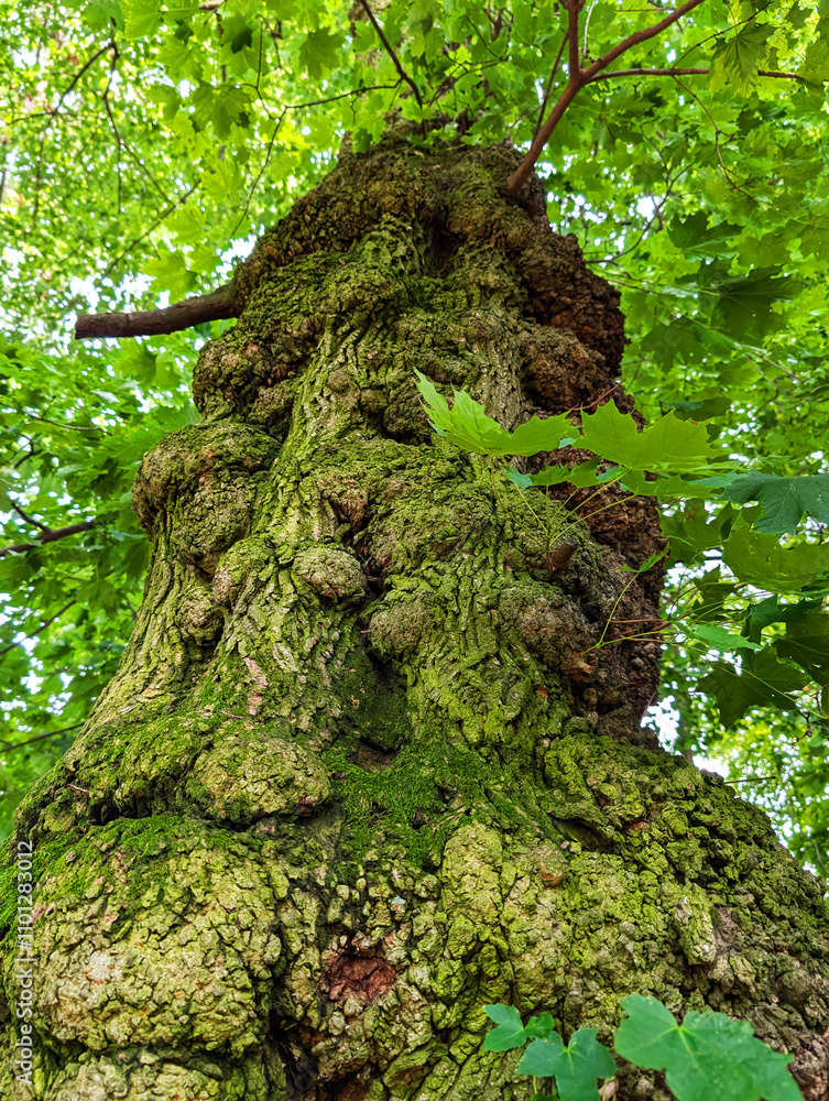 Poster old tree in the green forest