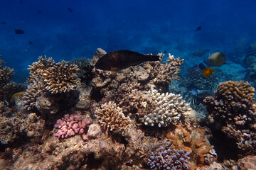 marine life in the Red Sea Egypt, hurghada