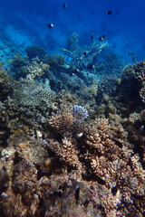 marine life in the Red Sea Egypt, hurghada