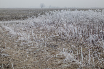 Frozen frosty ice coating winter mood