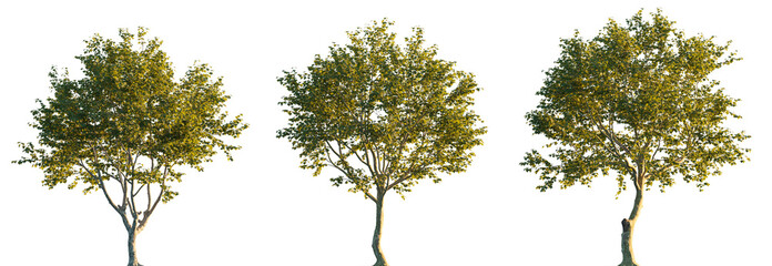 Platanus x acerifolia trees isolated png on a transparent background premium cutout (London Planetree, London Plane Tree, Maple Leaved Plane Tree, Platanus hybrida)