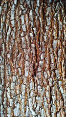 Acacia bark texture close up