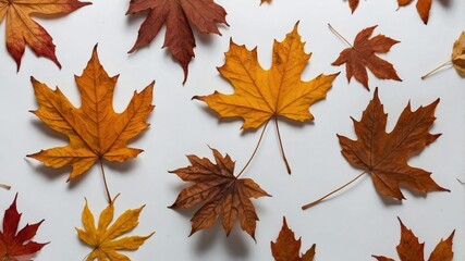 Fototapeta premium Dried maple leaves on white background autumn theme