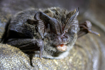 Eine zur Bestimmung mit Netz gefangene Mopsfledermaus in der Seitenansicht in einer behandschuhten...
