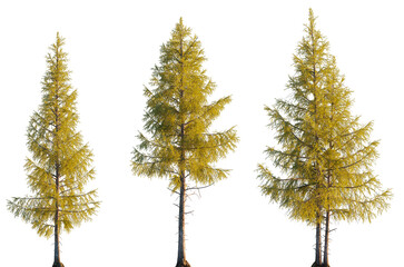 Fototapeta premium Larix laricina tree frontal set evergreen pinaceae needled tree isolated png tall on a transparent background premium cutout (tamarack, hackmatack, eastern larch, black larch, red larch)