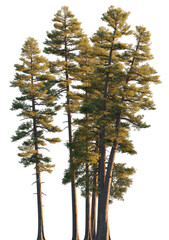 Pinus ponderosa forest clump (ponderosa pine, bull pine, blackjack pine) pine tree isolated png on a transparent background evening light premium cutout foreground tree