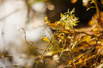 Golden leaves reflect the beauty of autumn beside a tranquil water surface in nature's serene setting