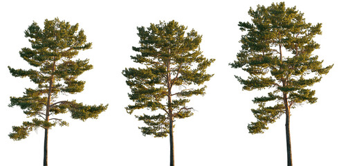 Pinus sylvestris tree big tall isolated png on a transparent background premium cutout in sunset...