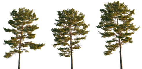 Pinus sylvestris tree big tall isolated png on a transparent background premium cutout in sunset light (Pine, Pinaceae, Baltic Pine, fir, scotch pine)