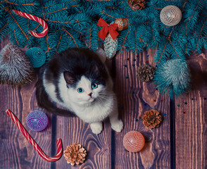 New year flat lay gray and white kitten on a wooden floor with Christmas decorations and blue fir...