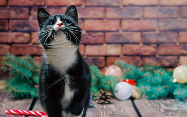 black and white kitten on the background of a brick wall and Chr