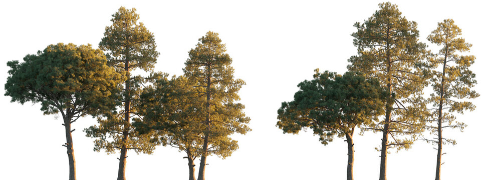 Pinus Pinaster Aiton (maritime, cluster) pine bush shrub and tree isolated png on a transparent background evening light premium cutout medium-size Pinaceae mountain pine fir 