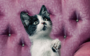 little kitten looking up while sitting on the couch