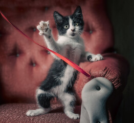 black and white kitten on a red sofa plays with a ribbon