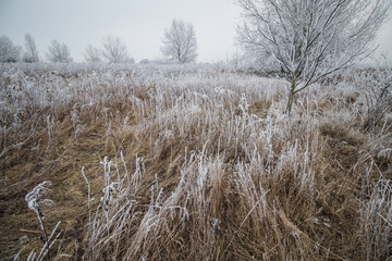 Fototapeta premium Frozen frosty ice coating winter mood