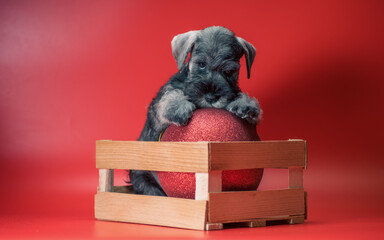 miniature Schnauzer puppy of pepper and salt color sits in a wooden box with a large red Christmas ball