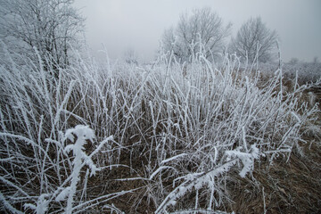 Frozen frosty ice coating winter mood